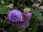 purple snail