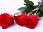 Red roses
