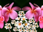 Plumeria Fantasy ~ Collage