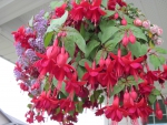 Fuchsia Hanging basket
