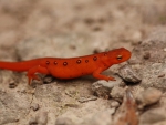 EASTERN NEWT