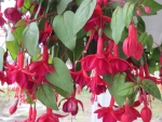 Fuchsia Flowers
