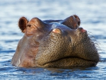 Hippo