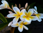 Plumeria