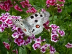 ~ Butterfly on wild carnations ~
