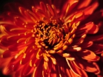 LARGE CLOSE CHRYSANTHEMUM