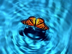 SWIMMING MONARCH