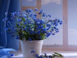 Blue Flowers
