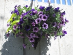 Purple Petunias Hanging basket