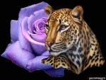 LEOPARD AND ROSE