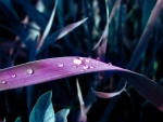 Summer Essence ~ Dew Drops on Purple Grass