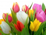~Fresh Tulips~