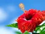 ~Bright Hibiscus~