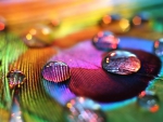 RAIN ON A PEACOCK FEATHER