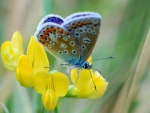 BEAUTIFUL BLUE BUTTERFLY