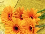 ORANGE FLOWERS ON YELLOW