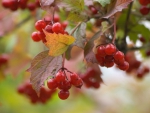 RED VIBURNUM BERRIES