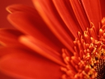 ORANGE RED GERBER DAISY