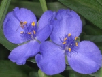 Spiderwort