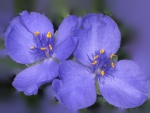 Spiderwort 2