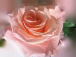 Bridal Pink Rose