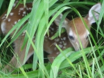 Newborn Fawn