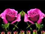 Pink Roses Collage Desktop