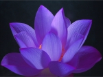Glow of the lotus