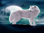 wolf in moon light