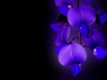 Purple & Blue Orchids :3