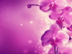 Purple / Pink orchid