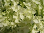 White hydrangea