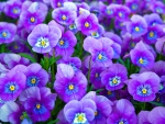 â¤ Sweet Violet Blue Pansies â¤