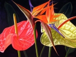 Anthurium and Strelitzia
