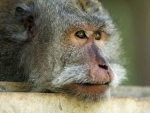 CLOSE UP OF GREY MONKEY