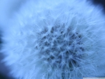 dandelion head in blue