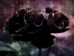 Black Rose