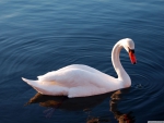 White Swan in the Water