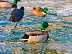 Ducks on fozen lake