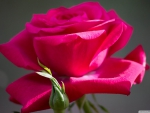Deep Pink Rose