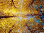 Golden canopy