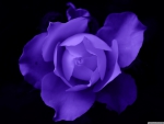 Blue Rose