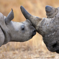Rhino family