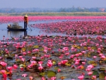 Lake with lotuses