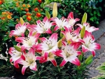 Lilies