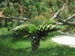 Green Pine Cones