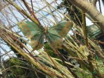 A Butterfly on the tree