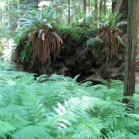 Fern Tops
