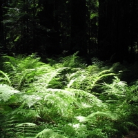 Ferns of the Light