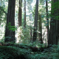 The Redwoods